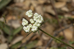 Daucus guttatus