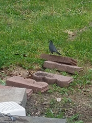 Dumetella carolinensis