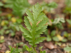 Tanacetum vulgare