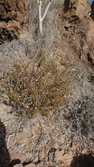 Argyranthemum frutescens parviflorum
