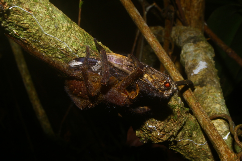 Phoneutria reidyi from São Sebastião do Uatumã, BR-AM, BR on April 26 ...