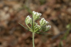 Daucus guttatus