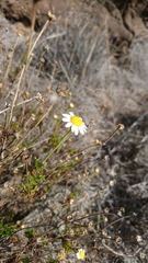 Argyranthemum frutescens parviflorum