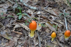 Caesareae