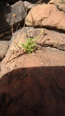 Argyranthemum frutescens parviflorum