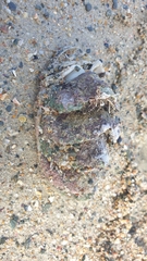 Chitonoidea