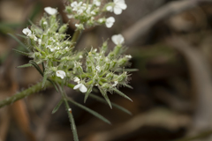 Daucus guttatus
