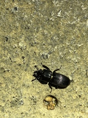 Figulus binodulus