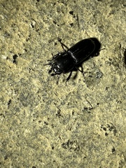 Figulus binodulus
