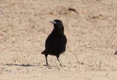 Corvus capensis capensis