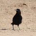 Cape Crow - Photo (c) Tony Rebelo, some rights reserved (CC BY-SA), uploaded by Tony Rebelo