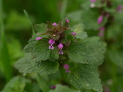 Lamium purpureum