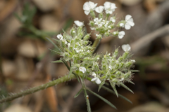 Daucus guttatus