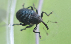 Ceutorhynchus pervicax