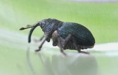 Ceutorhynchus pervicax