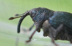 Ceutorhynchus pervicax