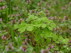 Chelidonium majus