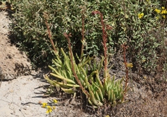 Dudleya viscida
