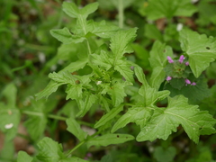 Sisymbrium officinale