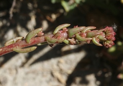 Dudleya viscida
