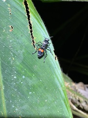 Traumatomutilla incerta