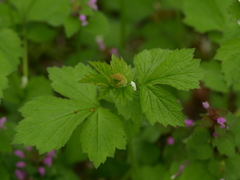 Geum urbanum