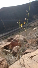 Nanorrhinum scoparium