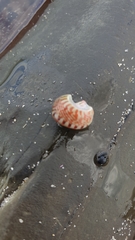 Phasianellidae