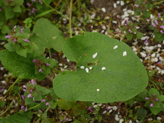 Arctium