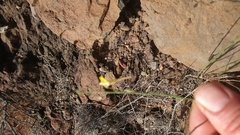 Nanorrhinum scoparium
