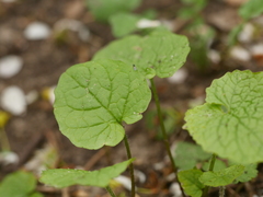 Alliaria petiolata