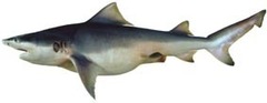 Speartooth Shark photo 3