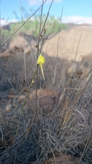Nanorrhinum scoparium