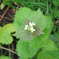 Alliaria petiolata