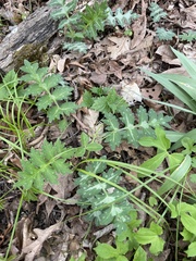 Hydrophyllum macrophyllum