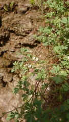 Lotus glinoides
