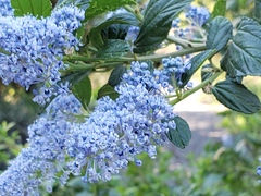 Ceanothus griseus