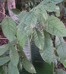 Combretum bracteosum