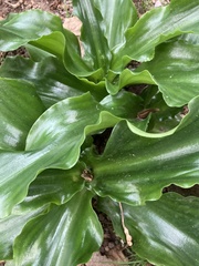 Veltheimia