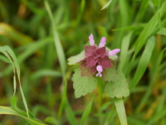 Lamium purpureum