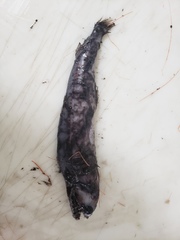 Borostomias antarcticus