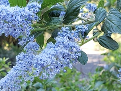 Ceanothus griseus