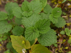 Ballota nigra