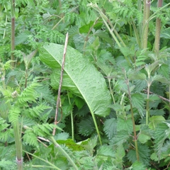 Rumex obtusifolius