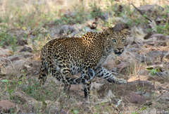 Panthera pardus fusca