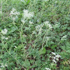 Anthriscus sylvestris
