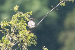 Spodiopsar cineraceus