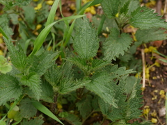 Urtica dioica
