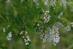 Robinia pseudoacacia