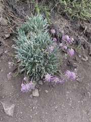 Phoenicaulis cheiranthoides